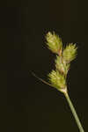 Florida hammock sedge